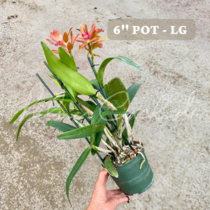 Rth. Nobile's Ambar — Palmer Orchids